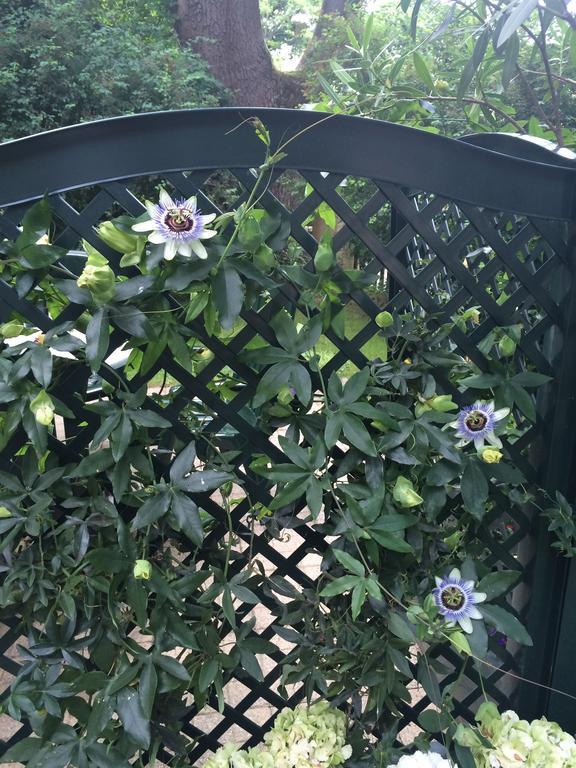 Exquisites Gartenapartment in eleganter Jugendstilvilla Wien Eksteriør bilde